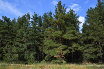 Pinus sylvestris - pine trees, the edge of a pine forest in summer