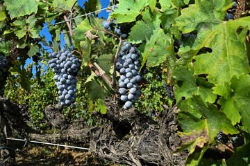 Bolgheri Cabernet Sauvignon grapes and vineyards in Tuscany for Supertuscan Sassicaia and Ornellaia...