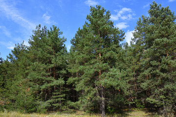 Pinus sylvestris - pine trees, the edge of a pine forest in summer © olgavolodina