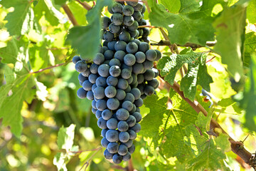 Bolgheri Cabernet Sauvignon grapes and vineyards in Tuscany for Supertuscan Sassicaia and Ornellaia wines