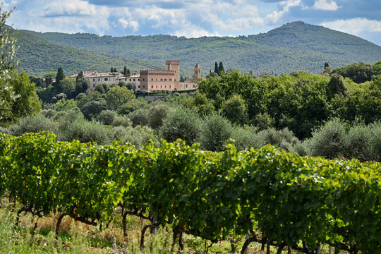 Bolgheri Cabernet Sauvignon grapes and vineyards in Tuscany for Supertuscan Sassicaia and Ornellaia wines