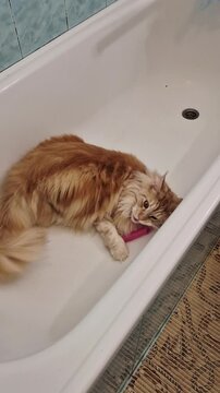  Beautiful red cat. May kun .bathroom
