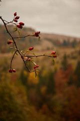 Vibrant red berries on branches against a backdrop of autumn mountains and foliage in a remote landscape. Autumn hiking in Carpathian Mountains, Ukraine