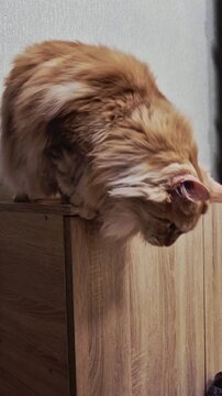 Red cat  may kun 