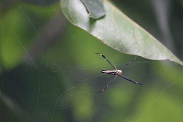 Nephila pilipes spider. Its other names golden orb weaver and giant golden orb weaver. This is a species of golden orb web spider. A big spider on its web in the forest.
