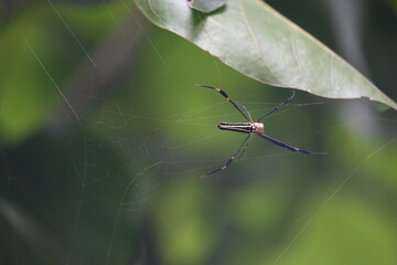 Nephila pilipes spider. Its other names golden orb weaver and giant golden orb weaver. This is a species of golden orb web spider. A big spider on its web in the forest.
