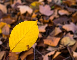 Autumn leaf on forest floor