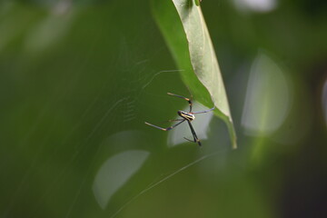 Nephila pilipes spider. Its other names golden orb weaver and giant golden orb weaver. This is a species of golden orb web spider. A big spider on its web in the forest.
