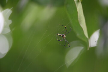 Nephila pilipes spider. Its other names golden orb weaver and giant golden orb weaver. This is a species of golden orb web spider. A big spider on its web in the forest.
