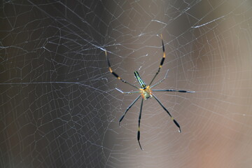 Nephila pilipes spider. Its other names golden orb weaver and giant golden orb weaver. This is a species of golden orb web spider. A big spider on its web in the forest.
