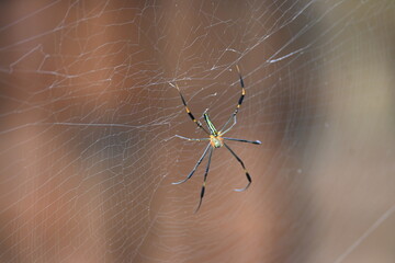 Nephila pilipes spider. Its other names golden orb weaver and giant golden orb weaver. This is a species of golden orb web spider. A big spider on its web in the forest.

