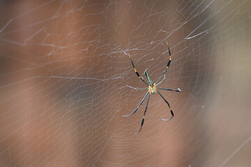 Nephila pilipes spider. Its other names golden orb weaver and giant golden orb weaver. This is a species of golden orb web spider. A big spider on its web in the forest.
