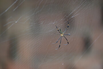 Nephila pilipes spider. Its other names golden orb weaver and giant golden orb weaver. This is a species of golden orb web spider. A big spider on its web in the forest.

