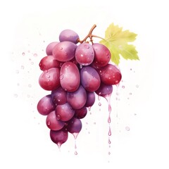 赤紫色のブドウの房の静物画, 白い背景に水彩スタイル