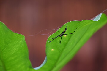 Nephila pilipes spider. Its other names golden orb weaver and giant golden orb weaver. This is a species of golden orb web spider. A big spider on its web in the forest.
