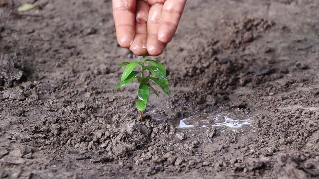 Close-up of Hand Gently Watering a Small Green Plant Seedling in Dark Brown Soil, Symbolizing Conservation and Nurturing