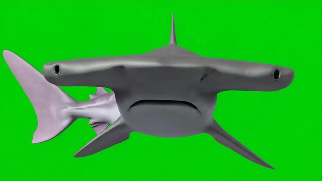 Hammerhead Shark Swimming Against Green Screen Background for Video Editing