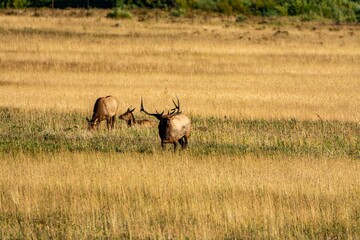 bull elk in the grass