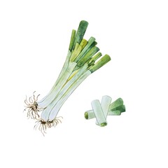 白背景の水彩画による緑色のネギのイラスト
