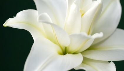 Fototapeta premium Elegant White Lily Flower Closeup with Soft Light on Dark Background