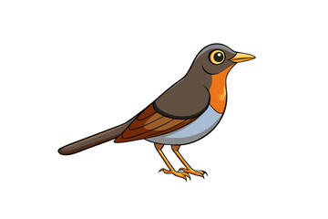 robin isolated on white background