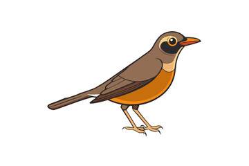 robin isolated on white background