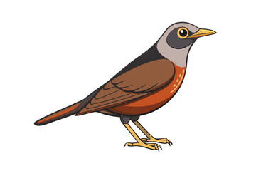 robin isolated on white background