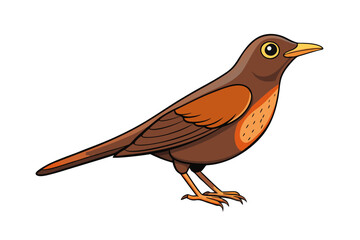 robin on a white background