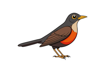 robin isolated on white background
