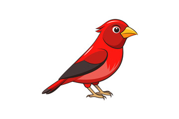 robin isolated on white background