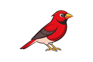 cardinal on a white background