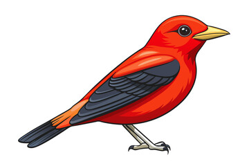 red cardinal on white background
