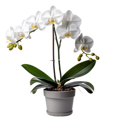Naklejka premium White colour Orchid in a pot of a transparent background.