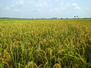 field of wheat in summer