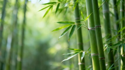 Bamboo forest green plants