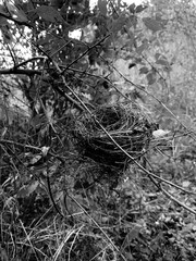 Black and white photo of an empty bird's nest. Bird's house made of blades of grass and dry twigs. 