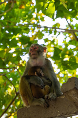 Monkey mother and child 3