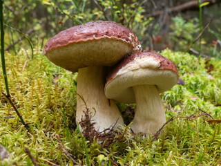 Two edible porcini mushrooms with brown caps in autumn in the forest