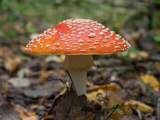 Fly agaric in the forest in autumn