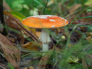Fly agaric in the forest in autumn