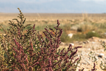 Salsola tragus close-up on a blurred background. Natural autumn steppe background.