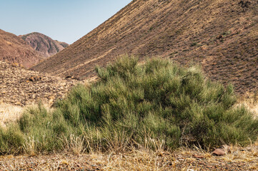 A bush of Ephedra equisetina grows on rocky soil in a mountain gorge in Kyrgyzstan.