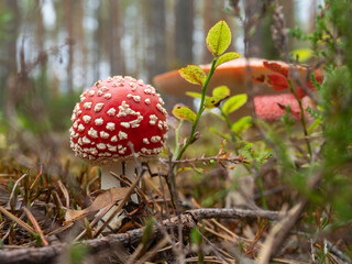 Red-capped fly agarics with white spots in the autumn forest, poisonous mushroom
