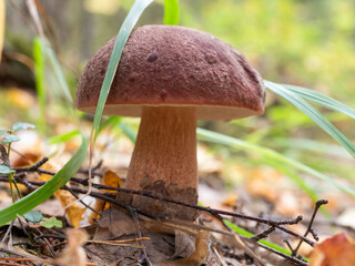 A fresh porcini mushroom among grass and fallen leaves in the forest on a sunny autumn day