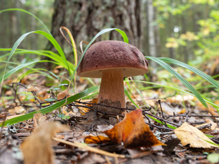 A fresh porcini mushroom among grass and fallen leaves in the forest on a sunny autumn day