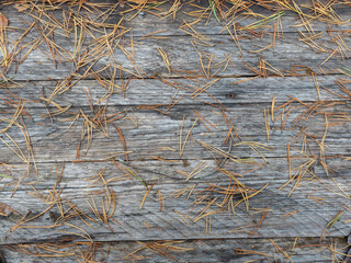 Yellow pine needles lie on a table made of rustic wooden boards