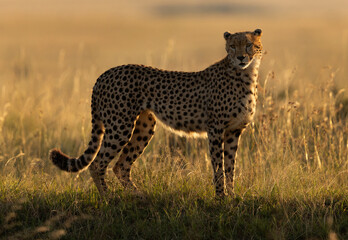 A closeup shot, backlit image of a Cheetah at Masai Mara, Kenya