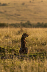 A backlit image of a Cheetah observing the surrounding at Masai Mara, Kenya