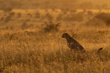 A backlit image of a Cheetah, Masai Mara, Kenya