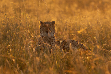 A backlit image of a Cheetah in the savanah grassland at Masai Mara, Kenya
